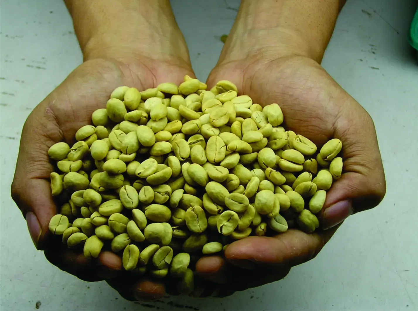 Robusta coffee cherries and green beans from Indonesia